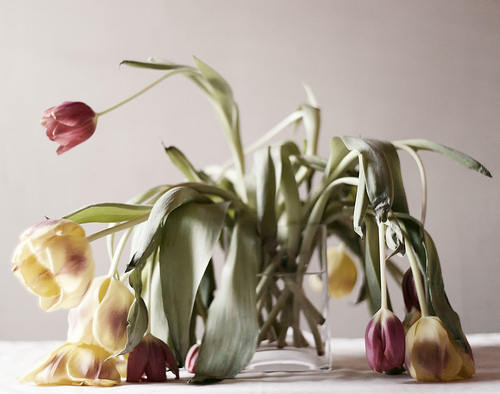 I'm Done with Calvinism